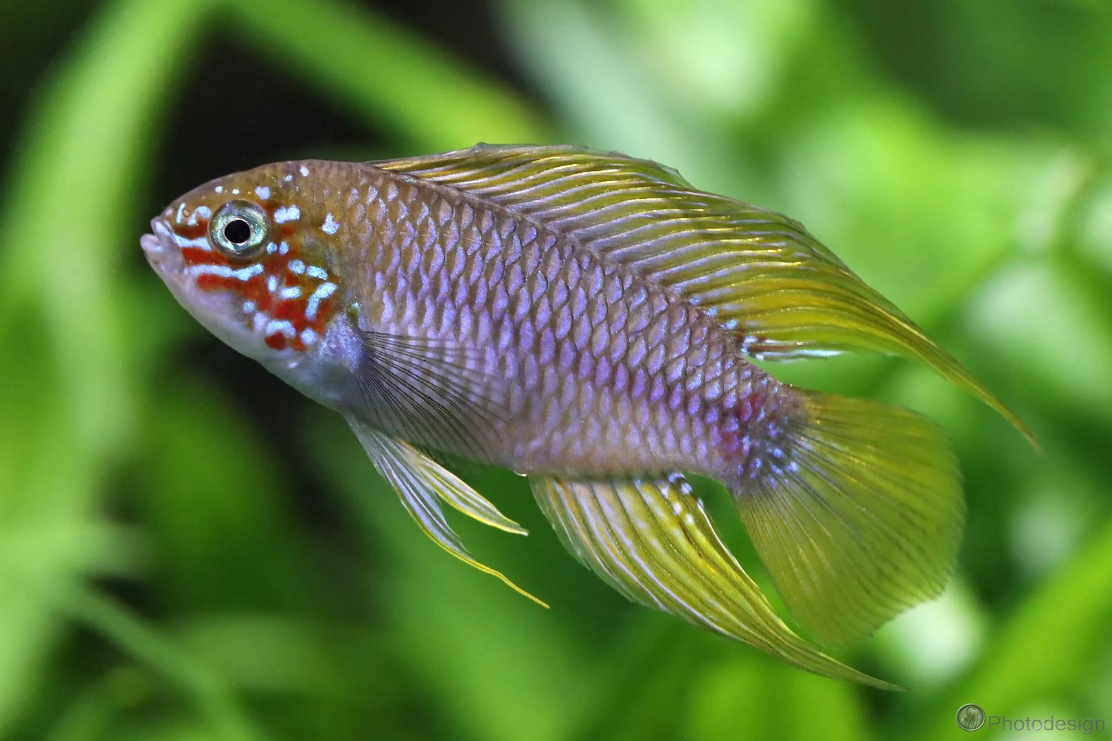 Apistogramma borelli