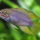 Apistogramma borelli