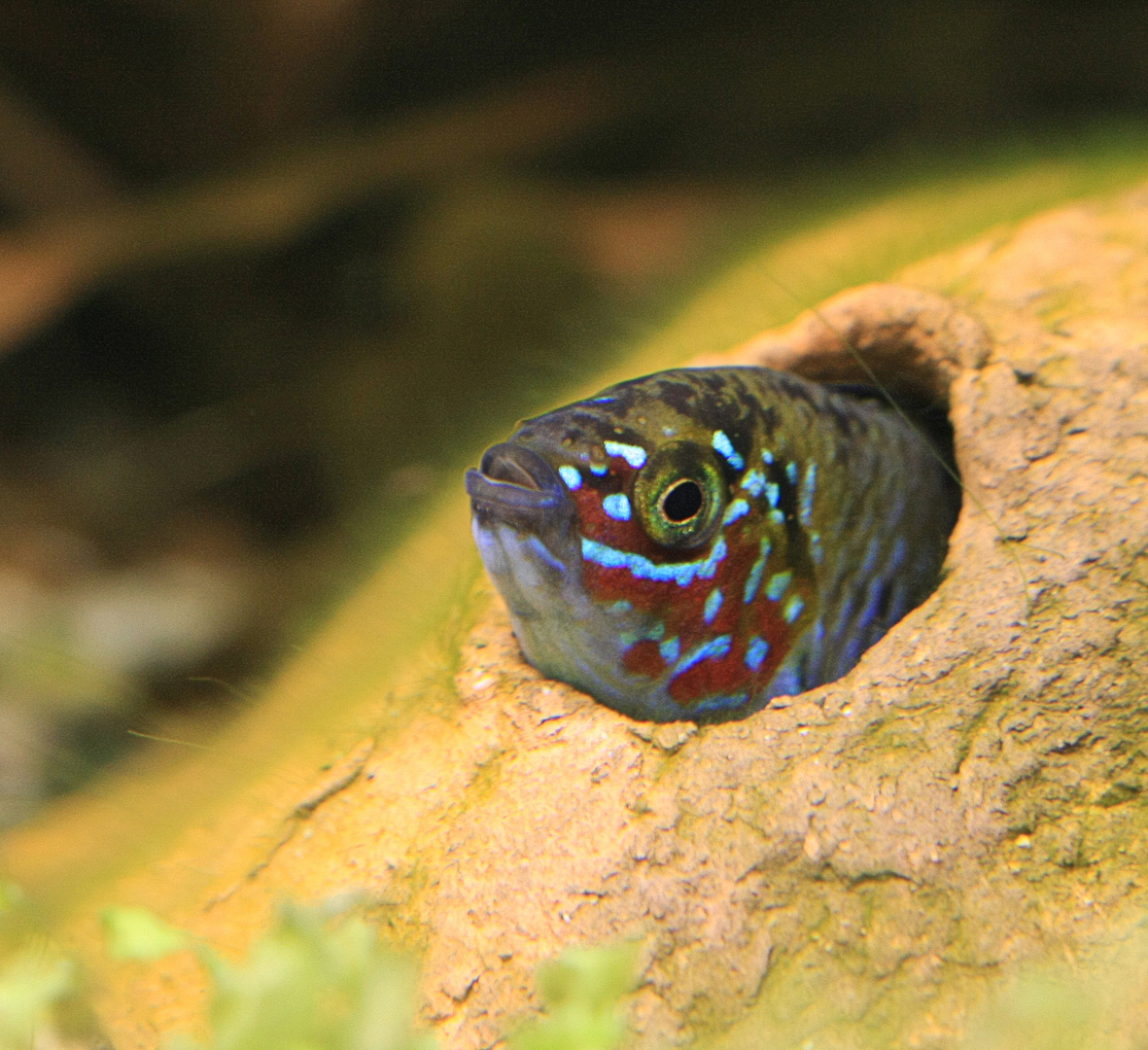 Apistogramma borellii "Opal"