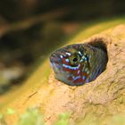 Apistogramma borellii "Opal"