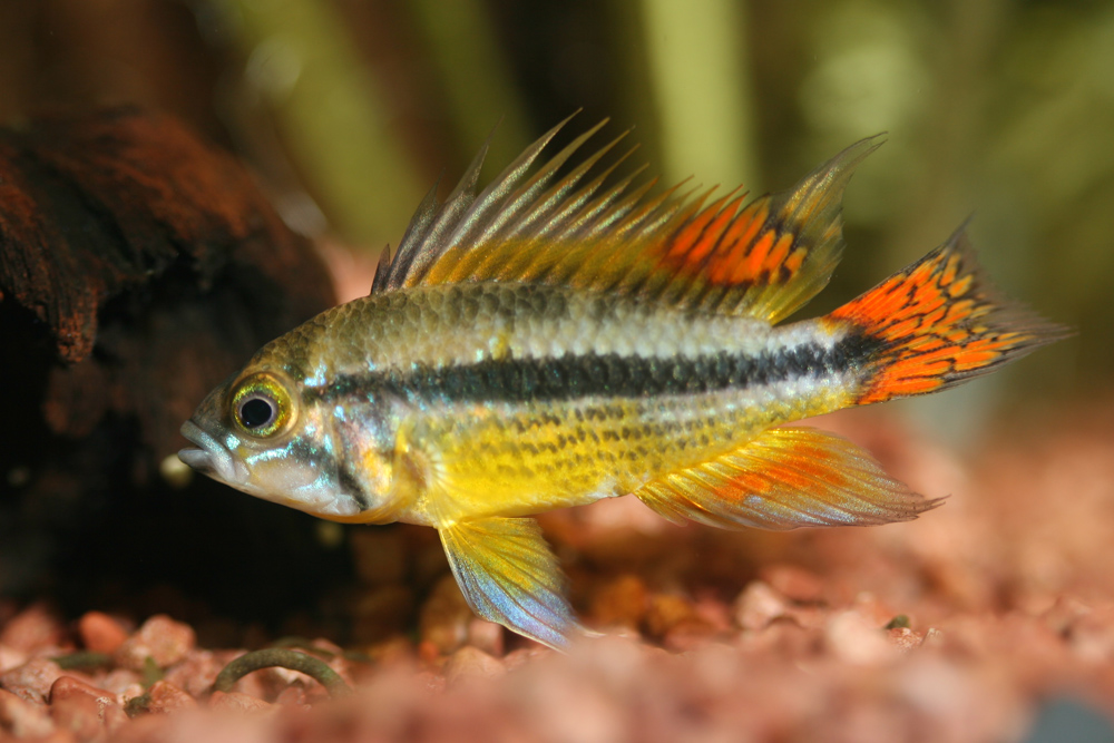 Apistogramma cacatuoides