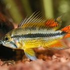 Apistogramma cacatuoides