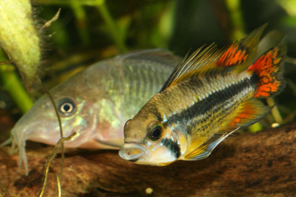 Apistogramma cacatuoides II