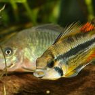 Apistogramma cacatuoides II