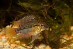 Apistogramma hongsloi (halbwüchsiges Männchen)