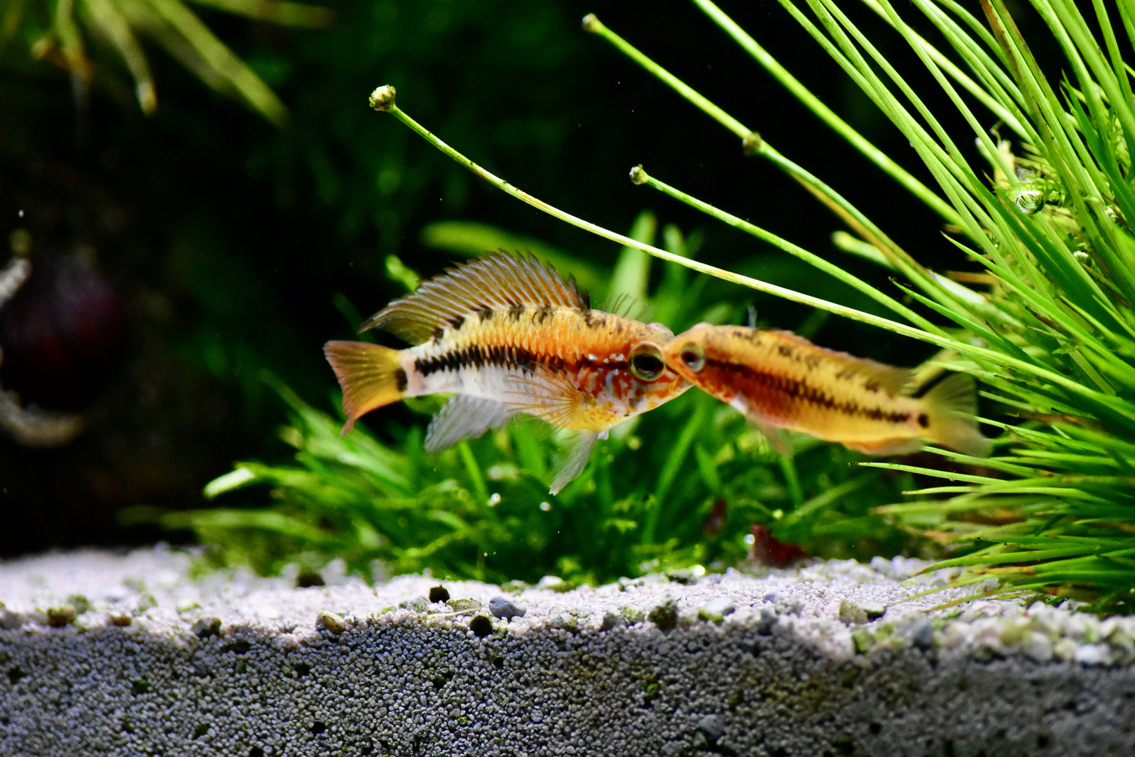 Apistogramma macmasteri