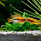 Apistogramma macmasteri