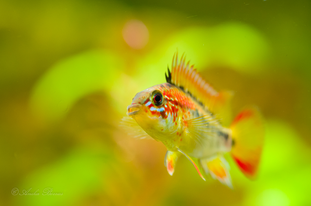 Apistogramma macmasteri