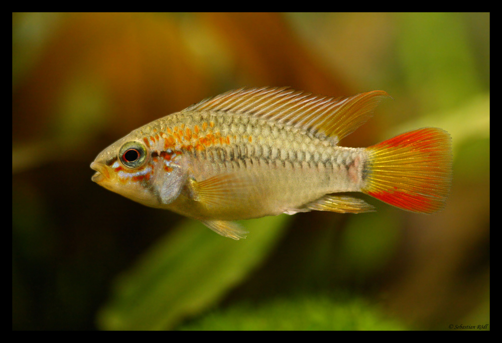 Apistogramma macmasteri