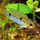 Apistogramma rupununi - Zweifleckbuntbarsch