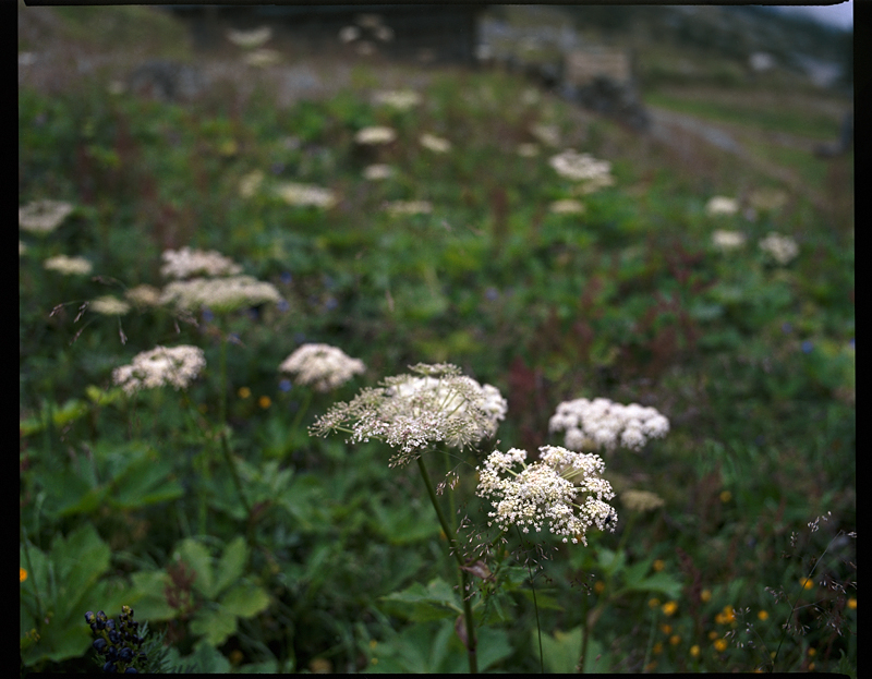 Apium // Obersulzbachtal // Österreich