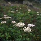 Apium // Obersulzbachtal // Österreich