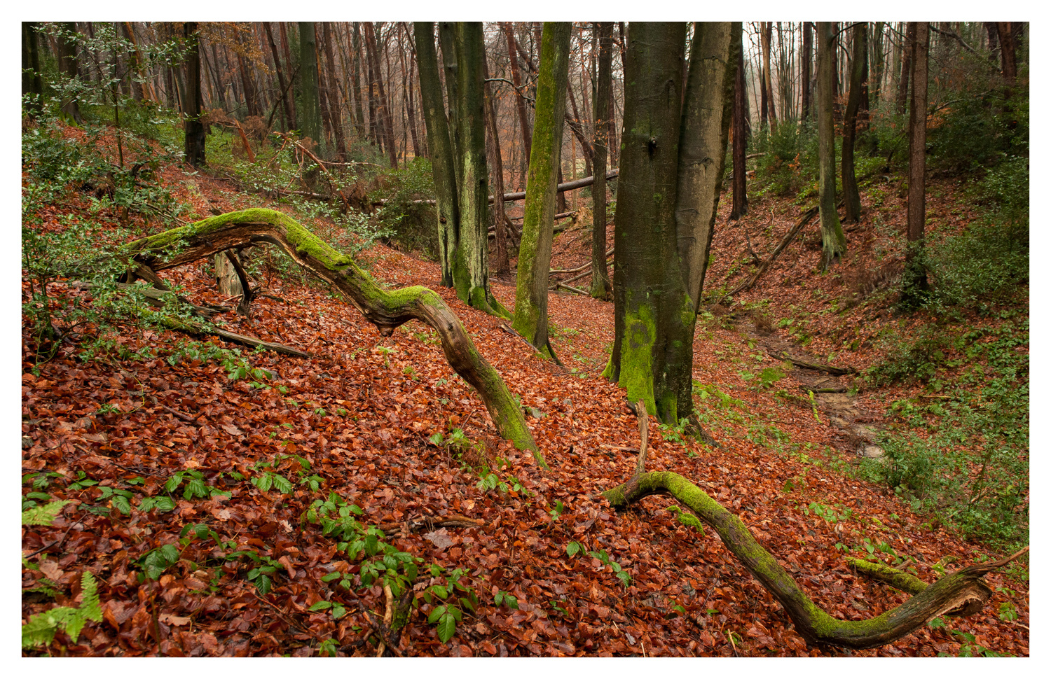 Aplerbecker Wald im milden Winter 2019