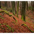 Aplerbecker Wald im milden Winter 2019