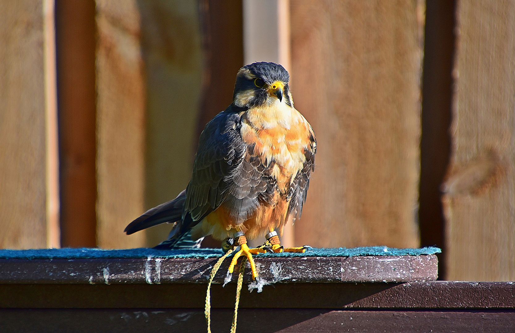 Aplomadofalke (Falco femoralis)