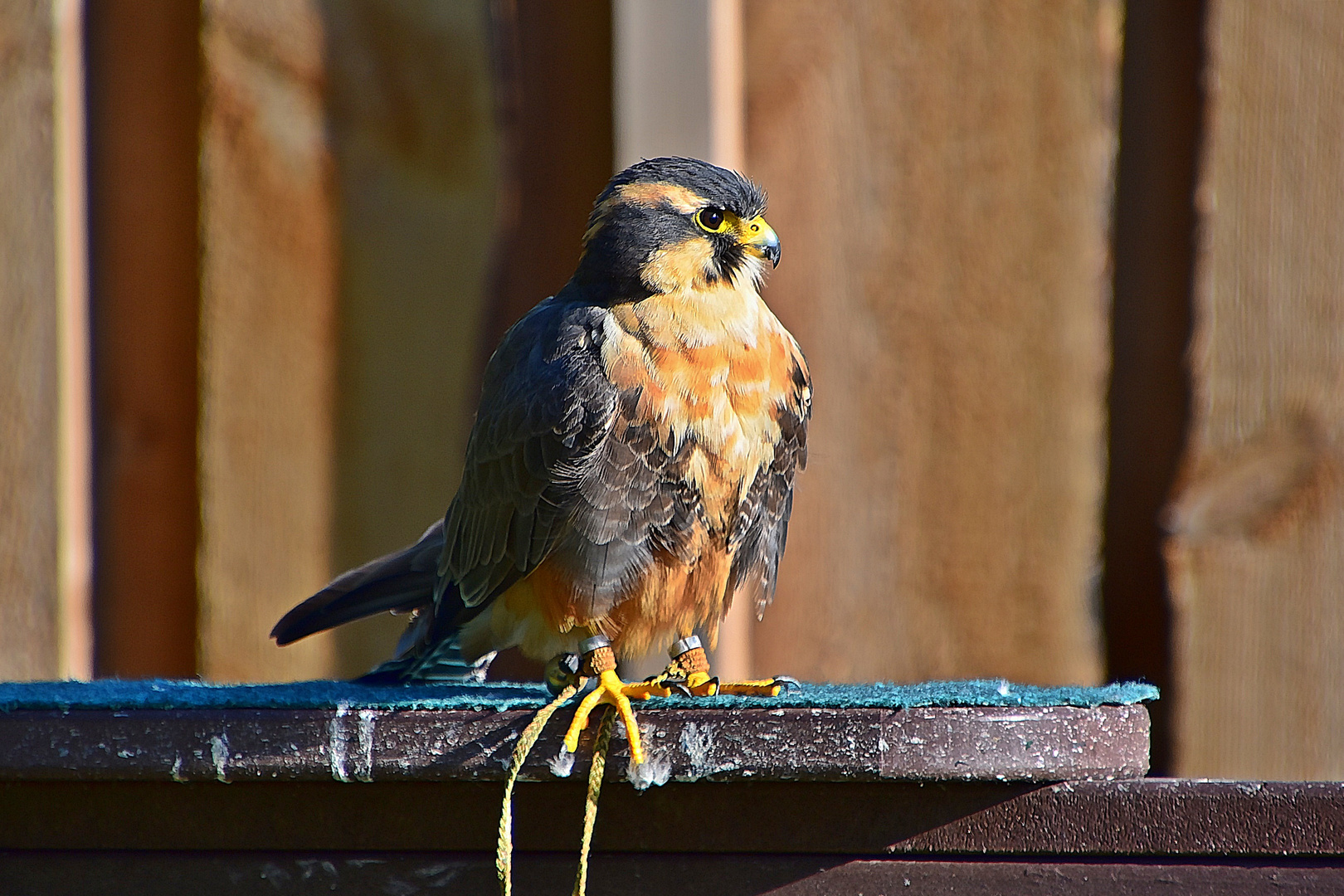 Aplomadofalke (Falco femoralis)