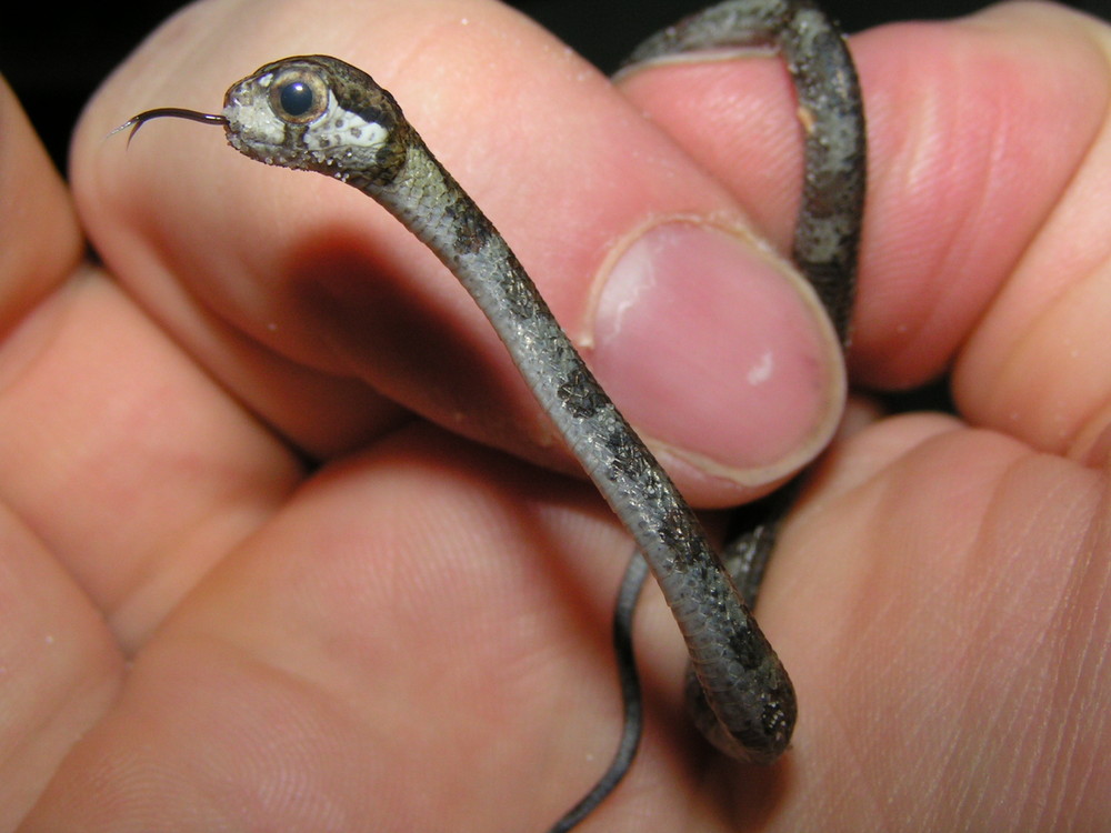 Aplopeltura boa