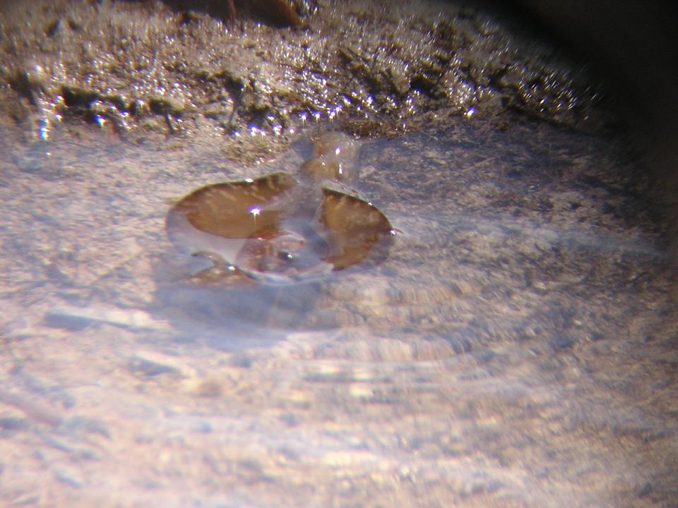 Aplysia depilans - lumaca di mare