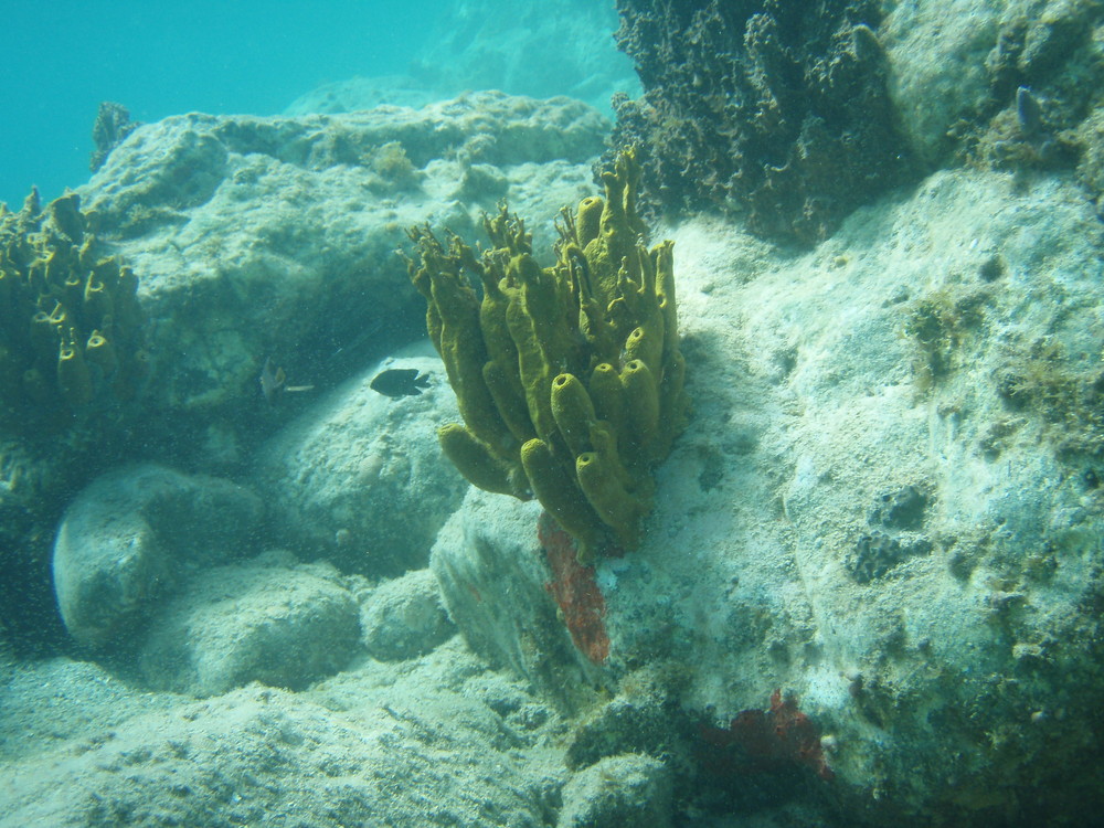 apnée 6 metres plage de corossol