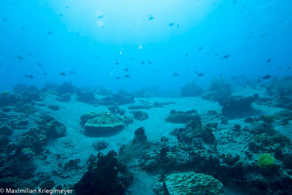 Apo Island Reef