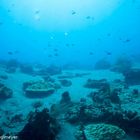 Apo Island Reef