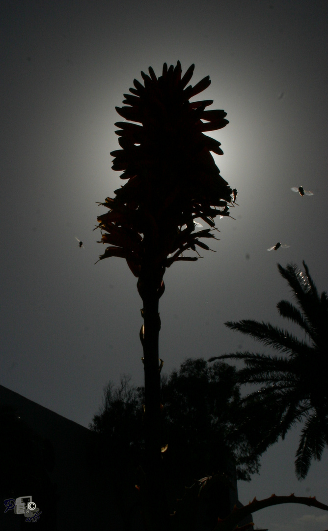 Apocalypse of Lanzarote