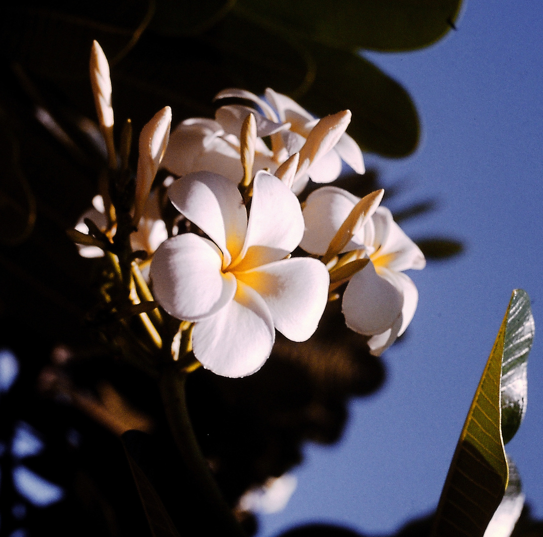 (Apocynaceae Korrektur) Frangipani - Tempelblume.