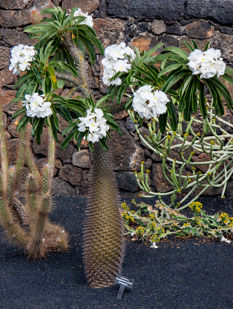 Apocynaeae Pachypodium