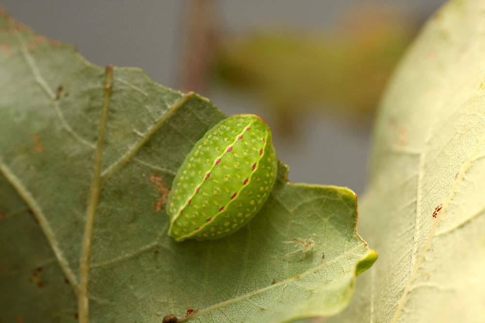 Apoda limacodes