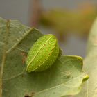 Apoda limacodes