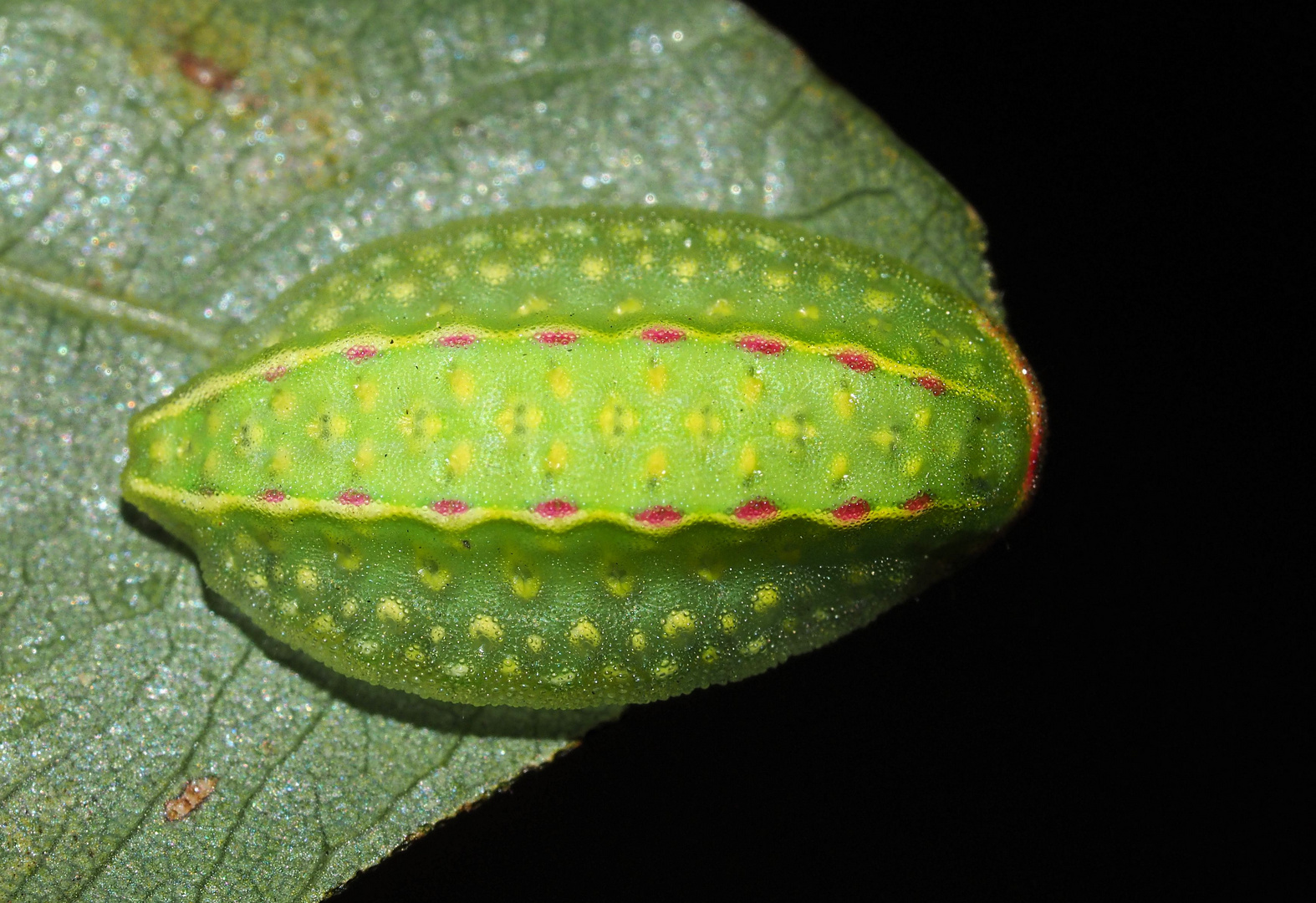 Apoda limacodes