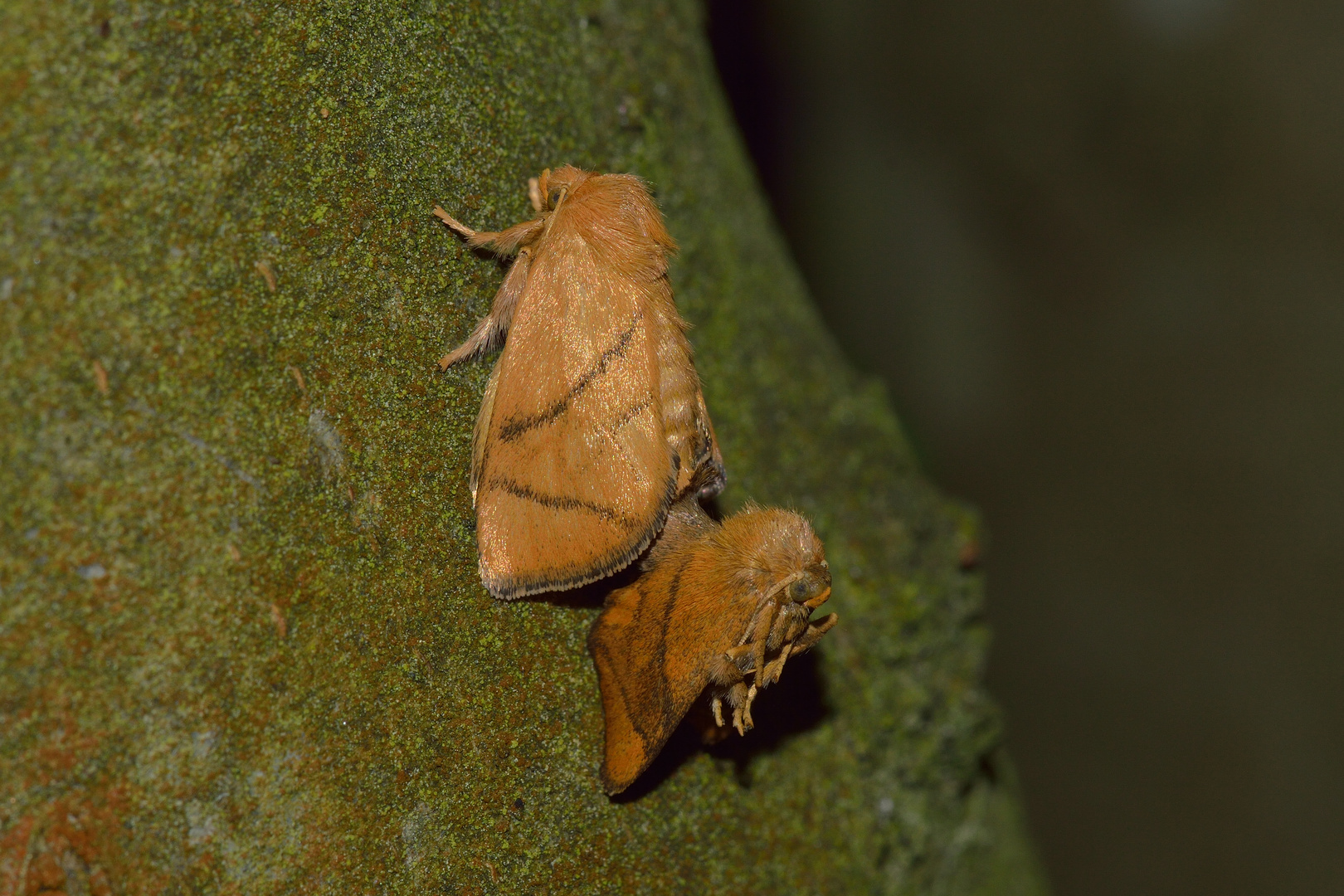 Apoda limacodes. Großer Schneckenspinner