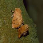 Apoda limacodes. Großer Schneckenspinner