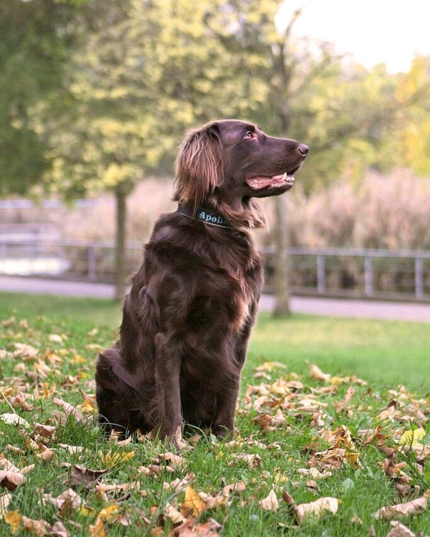 Apollo der Flatcoated Retriever 