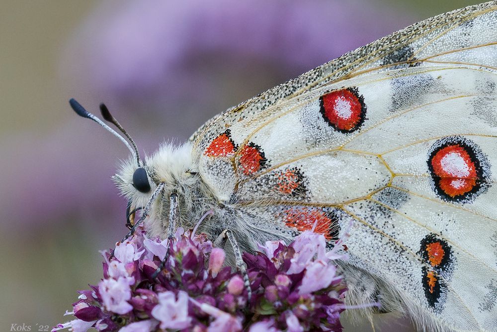 Apollo en détail