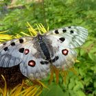 Apollo Falter am Dobratsch