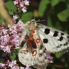 Apollo Falter, Parnassius apollo