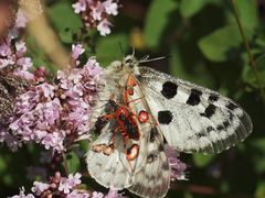 Apollo Falter, Parnassius apollo