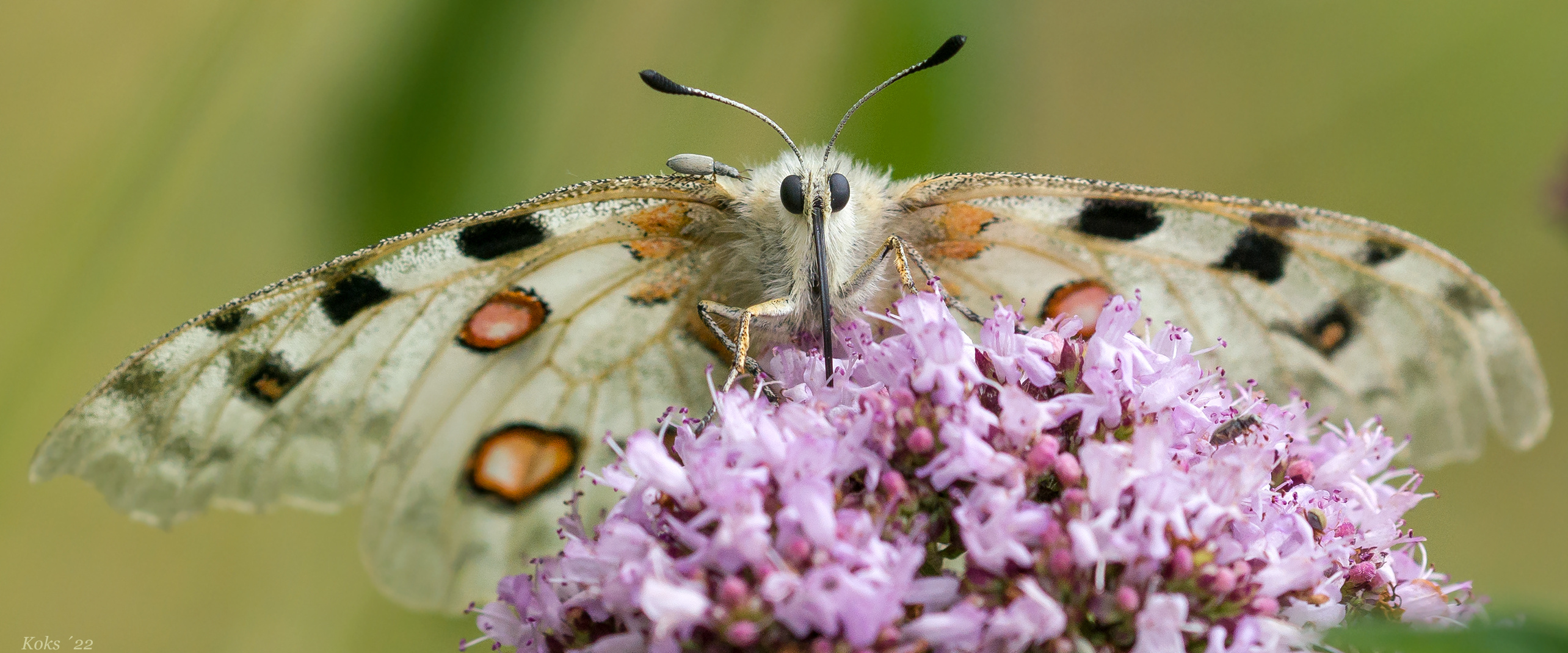 Apollo mit Berater