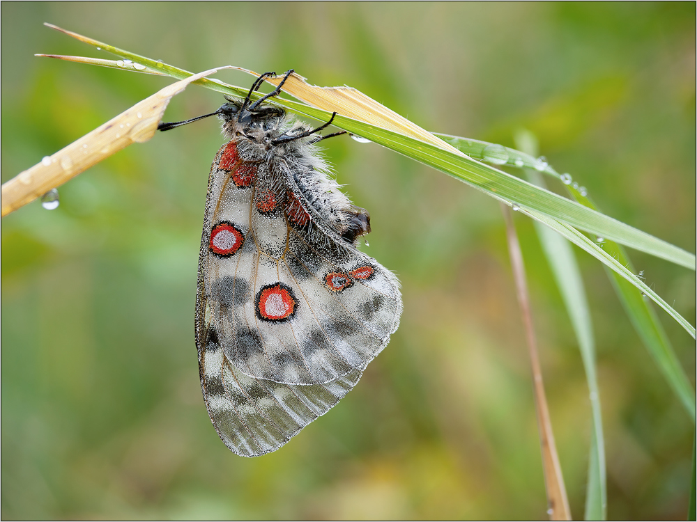 Apollo Natur pur ...