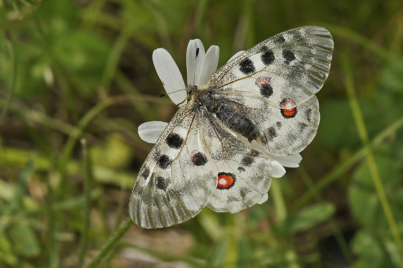 Apollo (Parnassius apollo)