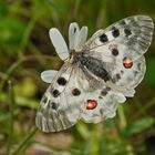 Apollo (Parnassius apollo)