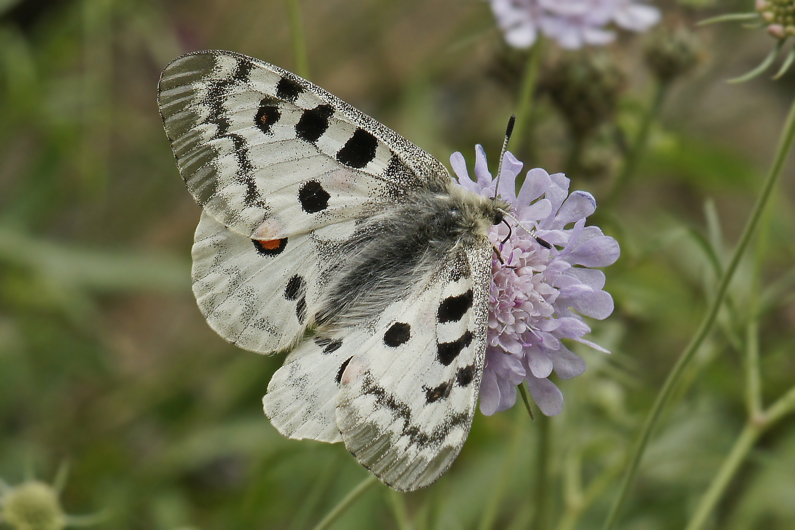 Apollo (Parnassius apollo)