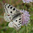 Apollo (Parnassius apollo)