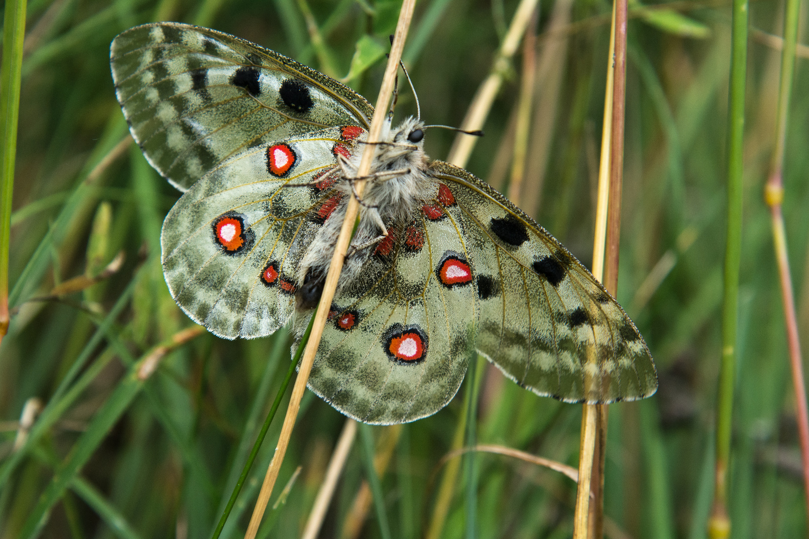 Apollo Schmetterling