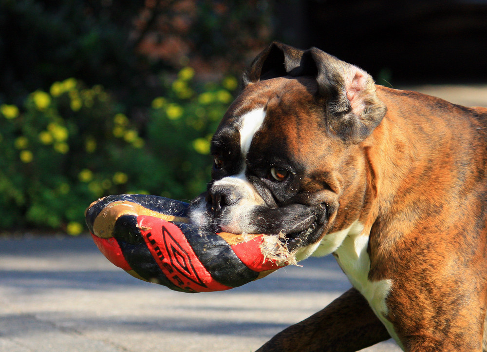 Apollo und sein geliebter Ball