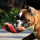 Apollo und sein geliebter Ball