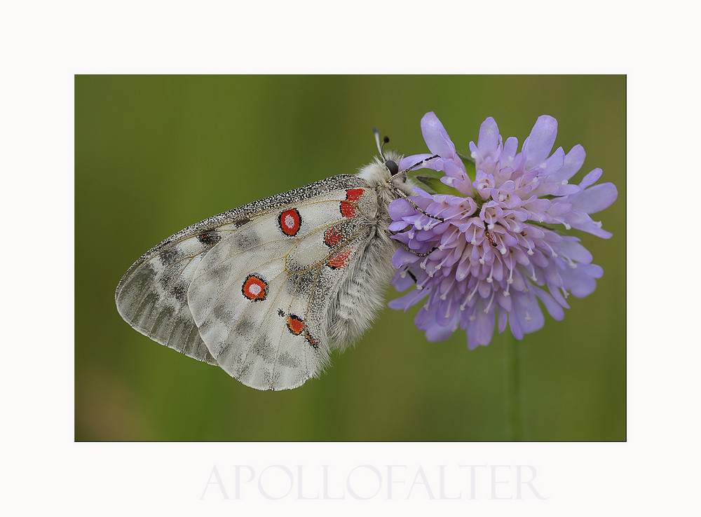 Apollofalter