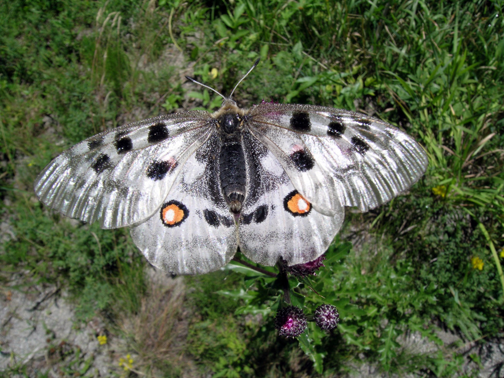 Apollofalter von Christoph. 