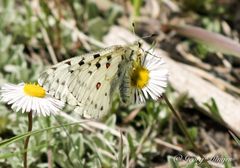 Apollofalter im Rocky Mountains National Park  4.6.12